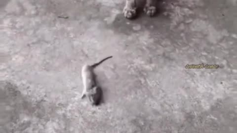 Cat and mouse play the game