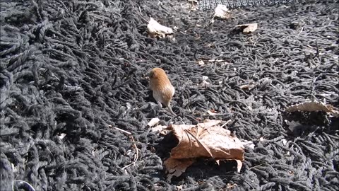 kalaparvi ja metsämyyrän poikanen