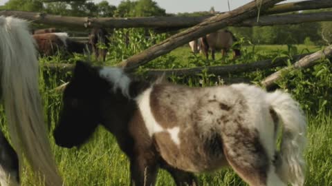 THE MOST BEAUTIFUL HORSES IN THE WORLD