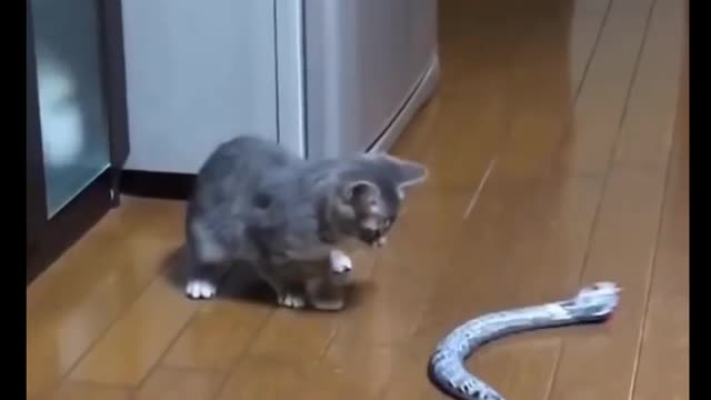 Cat Comedy Video Cat Funny video Part55 #CatShort #CatVideo