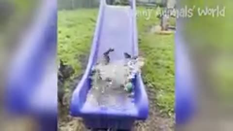Funny Dogs And Cats Videos 2022 😅👌 - Best Animal Videos Of The Month