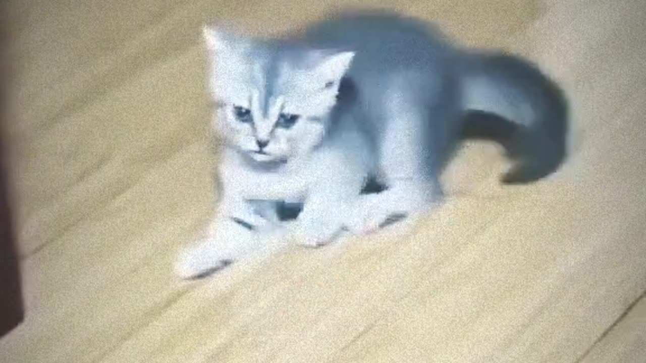 Bro you alright 🙂🙃 #cat #funnycat #accident #cataccident