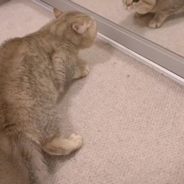 #FYP #ForYou #TikTokFYP #ForYouPage #Trending #Viral #ExplorePage #FYPシ