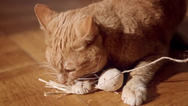 A cute cat playing with toys.