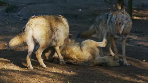 How Wolves Use Complex Body Language to Communicate 🐺 Carpathian Predators - Smithsonian Channel