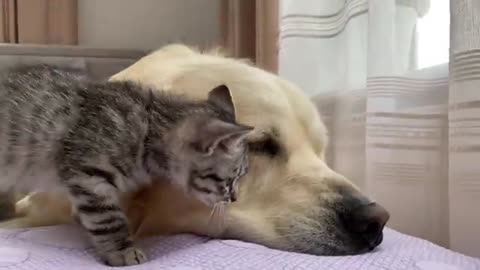 Golden Retriever and Baby Kitten Become Friends