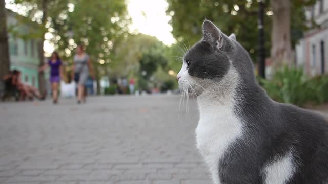 Cat Mood At Road