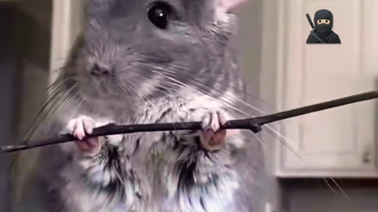 Never assume a mouse can't be a ninja - "Funny Hilarious Videos #42"! 🤣😂