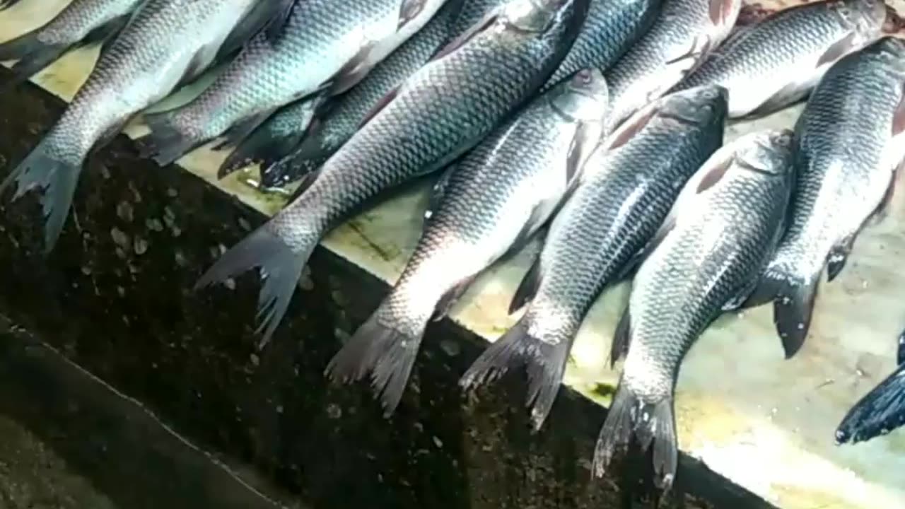 Indian Bangla fish super fishing