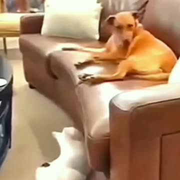 "A Feline Game of Hide and Seek: When a Cat Meets a Dog"