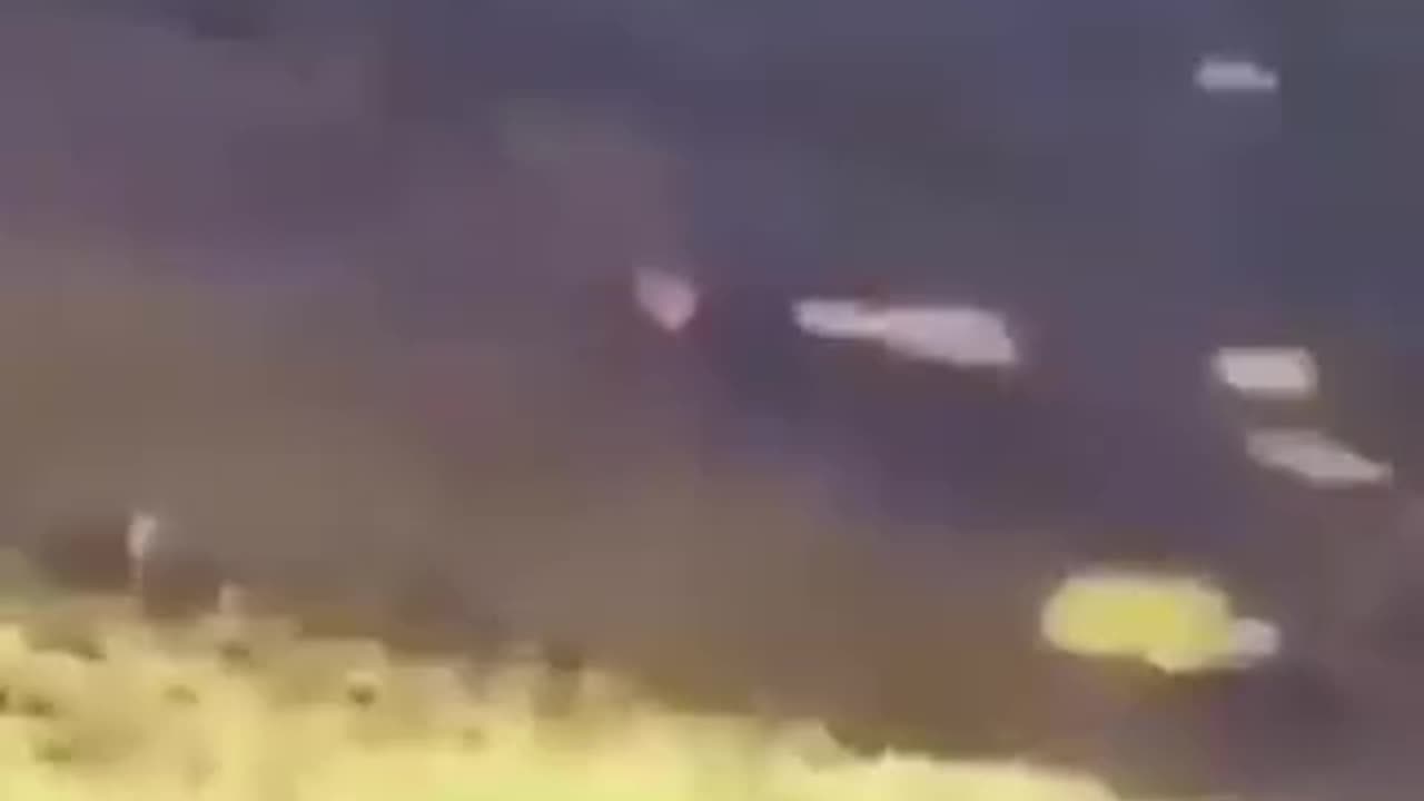 Funny animals video