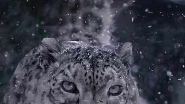 The king animal of the Snowy Plateau: An African impression of the snow leopard