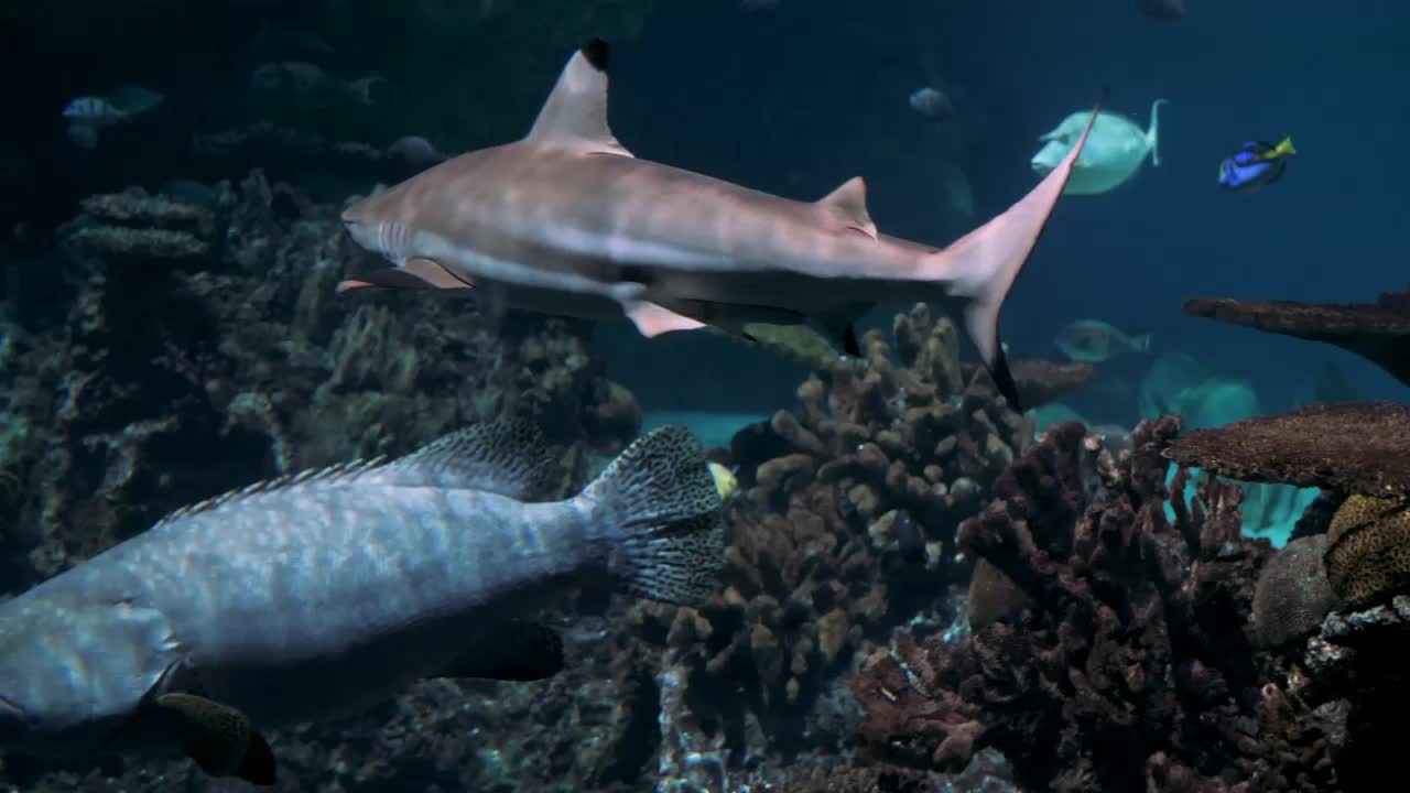 2 Hours of Beautiful Coral Reef Fish, Relaxing Ocean Fish