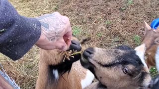 Mocha the Goat and Her Kids Eating Grapes