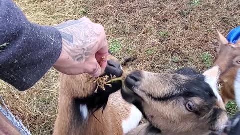 Mocha the Goat and Her Kids Eating Grapes