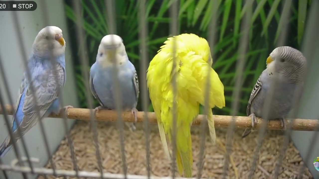 Australian parrot