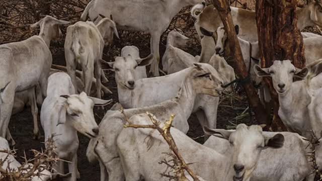 The reality ofSomalia's drought