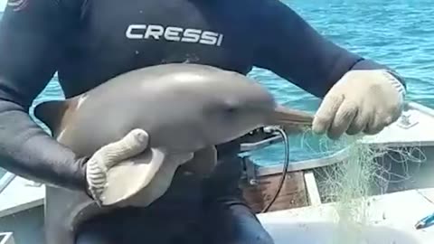 Fisherman saves dolphin