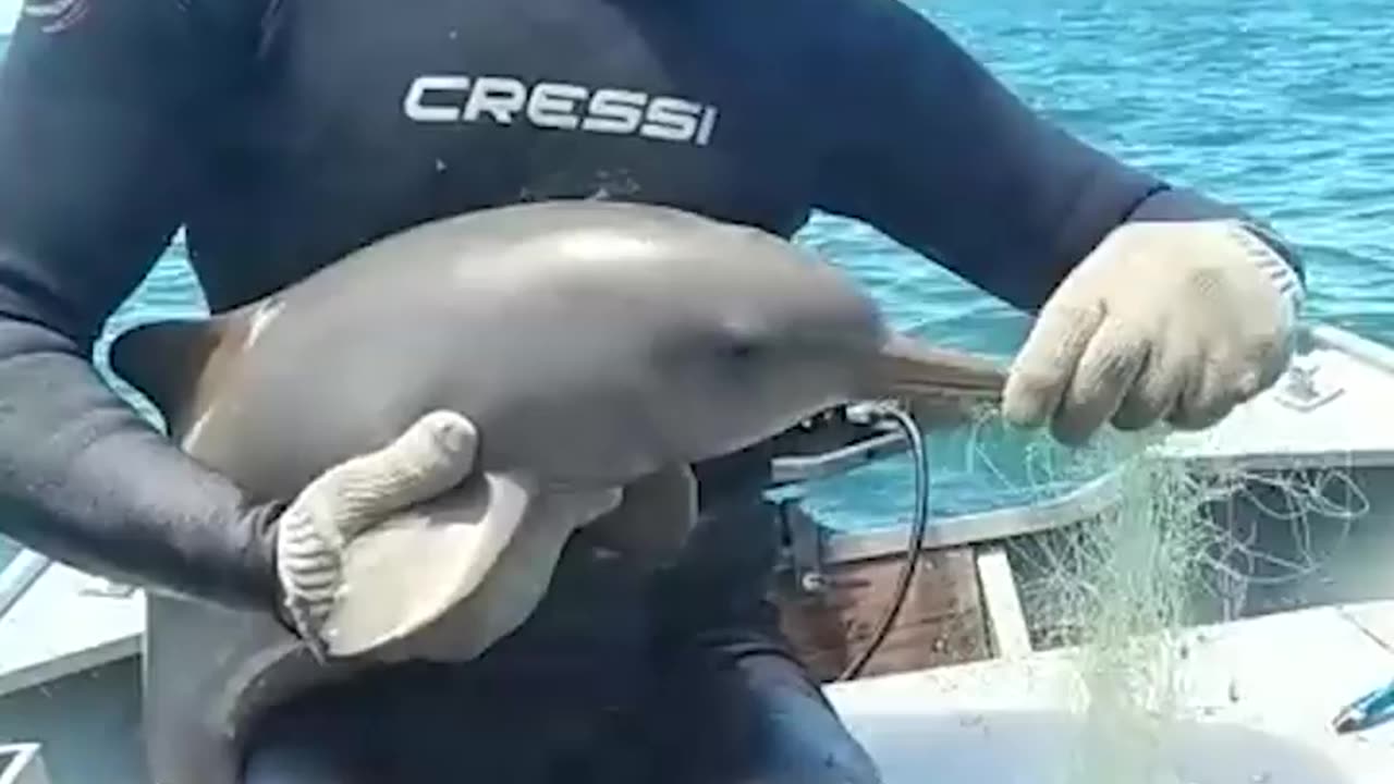 Fisherman saves dolphin