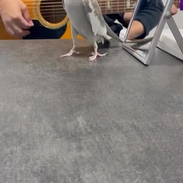 Parrot singing opera il pagliaccio