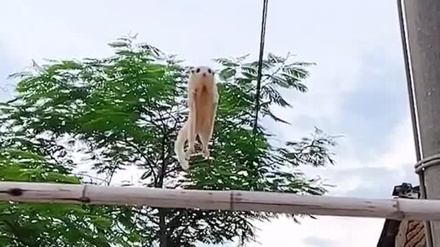 The acrobatics of a flying squirrel !