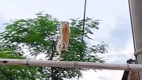 The acrobatics of a flying squirrel !