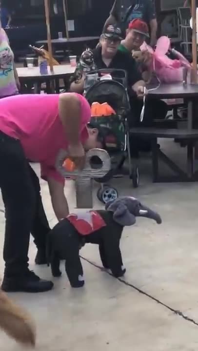 Dog in Elephant Costume Acts like Wind Up Toy