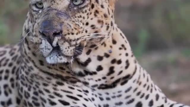 Seems to see the leopard's sadness