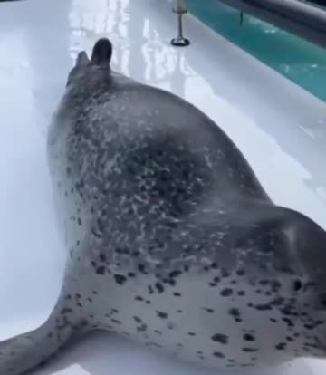 Silly Seal