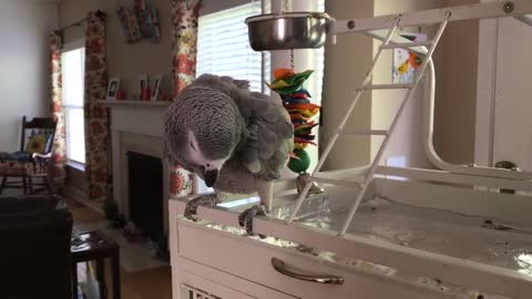 Parrots dancing and singing