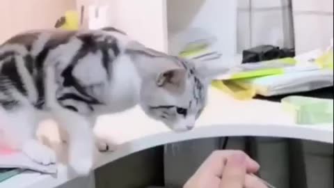 Cats funny movment😂