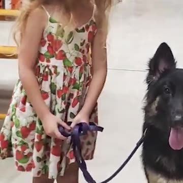 5 Year Old Walks German Shepherd LIKE A PRO