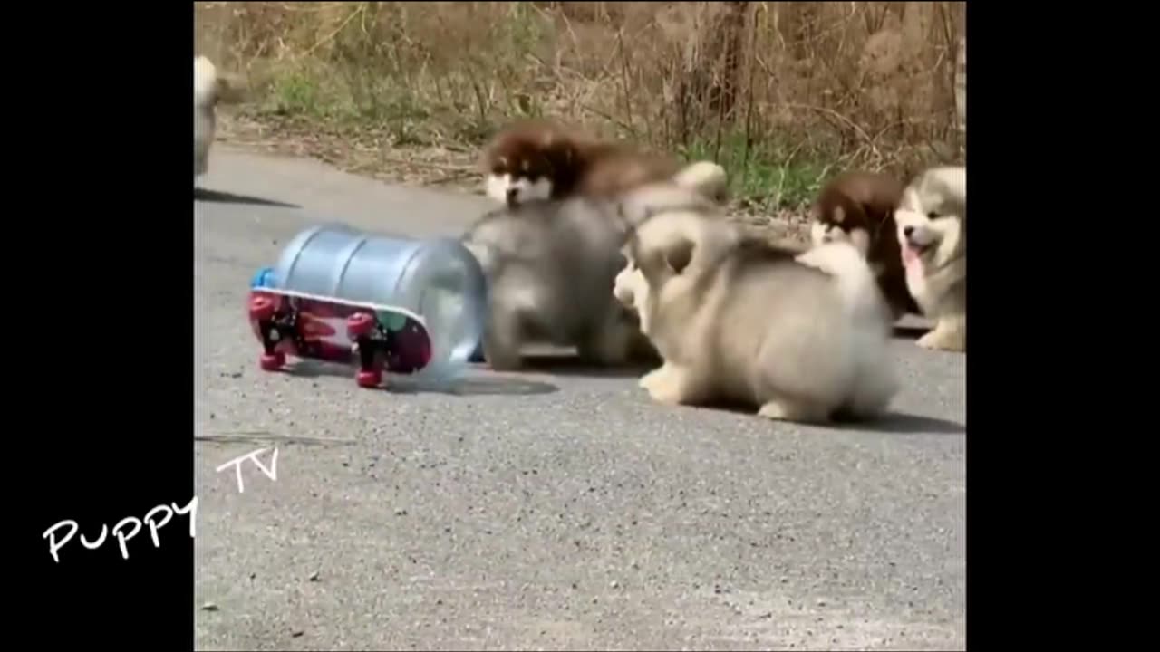 Baby Alaska dog Ride skateboard