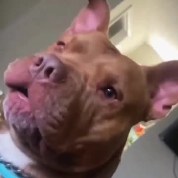 Funniest Animal Video 😂 #shorts #funny #dogs