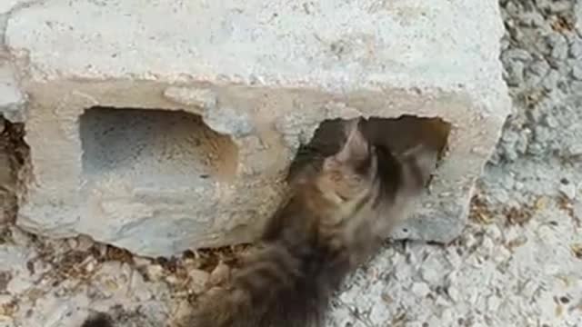 Vary beautiful animals babys 😍😍🥰