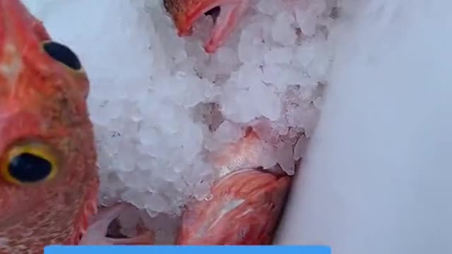 Look what we found in the stomachs of fish from 1000ft