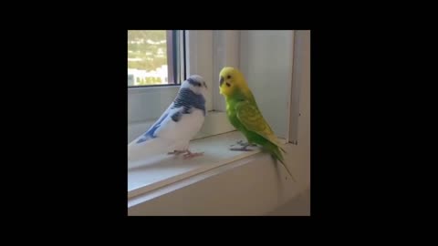 Puppy Parrot Cute Birds Cat Animals