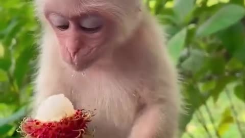 Baby monkey eating lunch