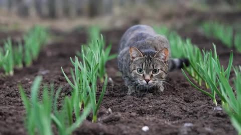 A cat sneaks among the onion rows