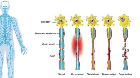 1 Vitamin Like Chemical to Heal Neuropathy & Nerve Damage | Dr Alan Mandell, DC