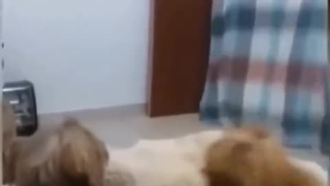 fun dog cat prank