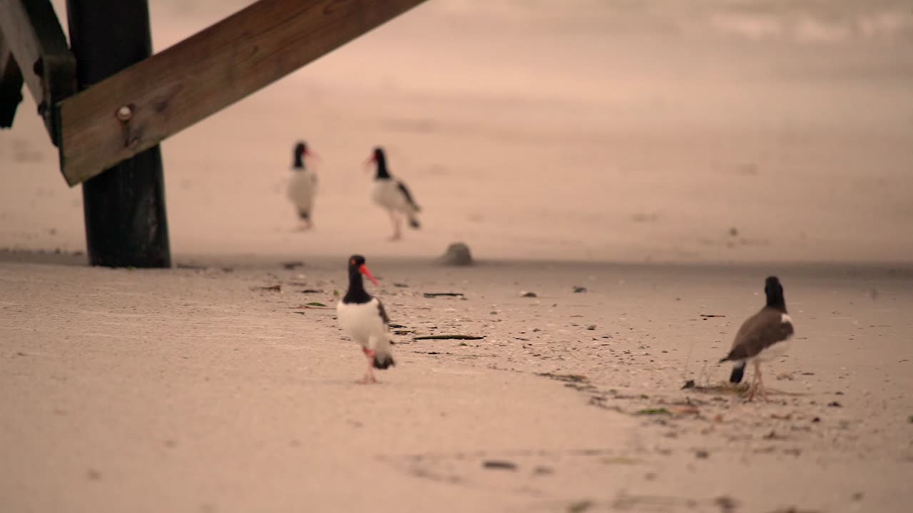 American Oystercatchers Have a Territorial Dispute