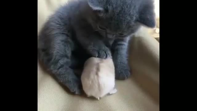 Cat vs Mouse & Cat and Rat Funniest moments.