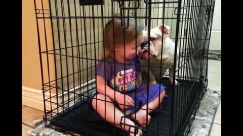 The dog plays with the baby