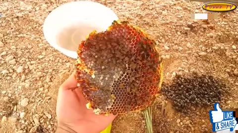 Raising honey bees in Arabia | Most Watched