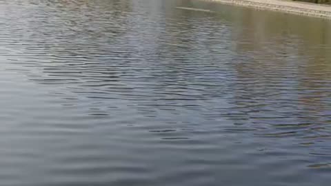 The lake is very clean