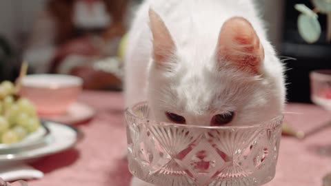 Cute and funny animals cute and funny animals