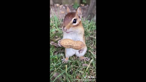 Chipmunk Staredown Contest For A Nut