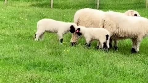 Lovely little lambs