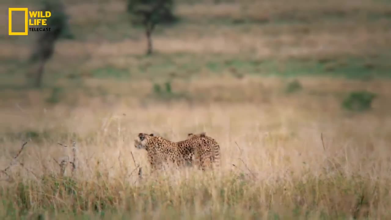 Breeding Season - Wild Africa, हिन्दी डॉक्यूमेंट्री | Wild animals documentary in Hindi